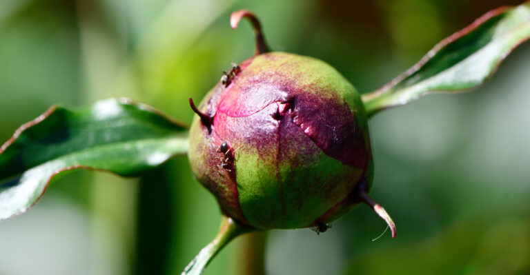 The Real Reason Ants Cover Your Michigan Peony Stems Each Summer