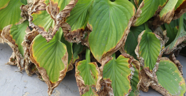 The Real Reason Behind Brown Edges On Minnesota Hostas