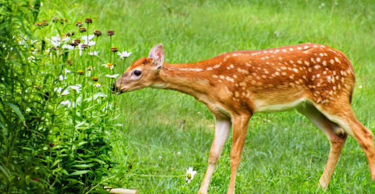 The Real Reason Deer Keep Getting Into California Gardens Despite Every Barrier