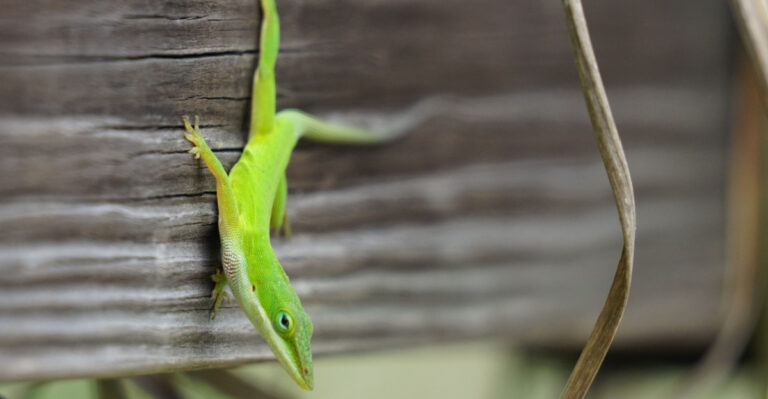 The Real Reason Green Anoles Are Showing Up In Mississippi Yards