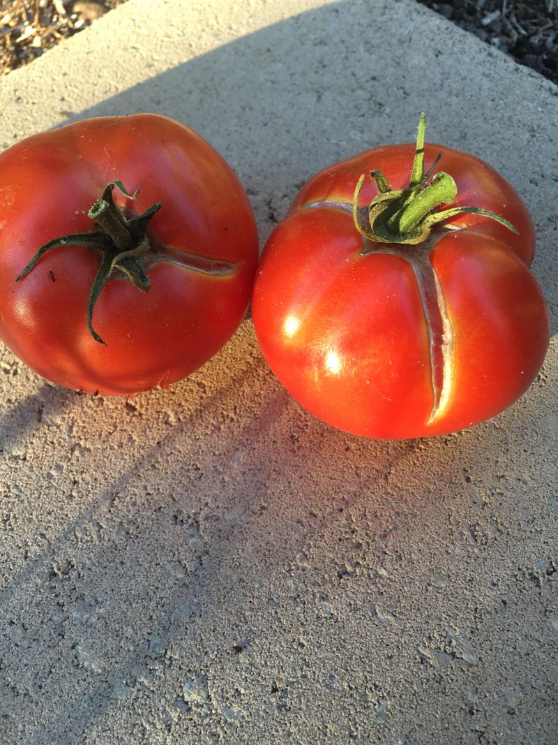 The Real Reason Heavy Rain Splits Ripe Tomatoes On The Vine