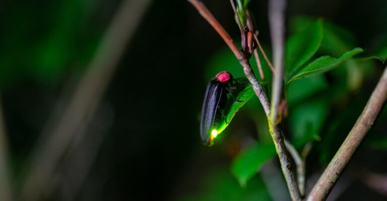 The Real Reason Missouri Yards Have Fewer Fireflies This Summer