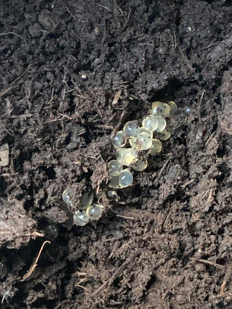 The Real Reason Planters Attract Egg-Laying Slugs