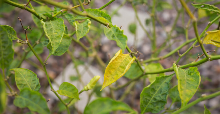 The Real Reason Why Your New Jersey Pepper Plant’s Leaves Turn Yellow
