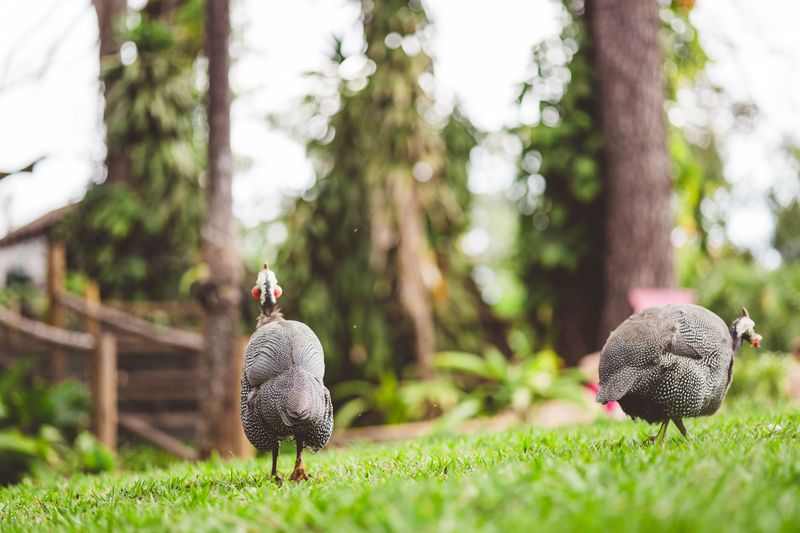 The Reality Of Raising Guinea Fowl In A Virginia Backyard