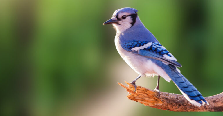 The Reason Blue Jays Keep Returning To Iowa Backyards