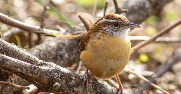 Carolina Wrens (featured image)