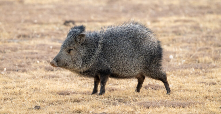 Javelina (featured image)
