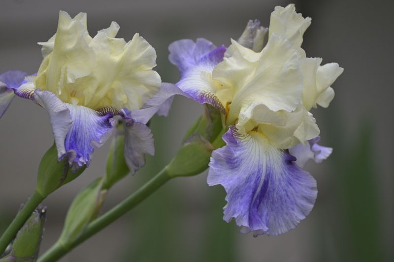 The Reason Minnesota Gardeners Dig Up Iris In July The Reason Minnesota Gardeners Dig Up Iris In July