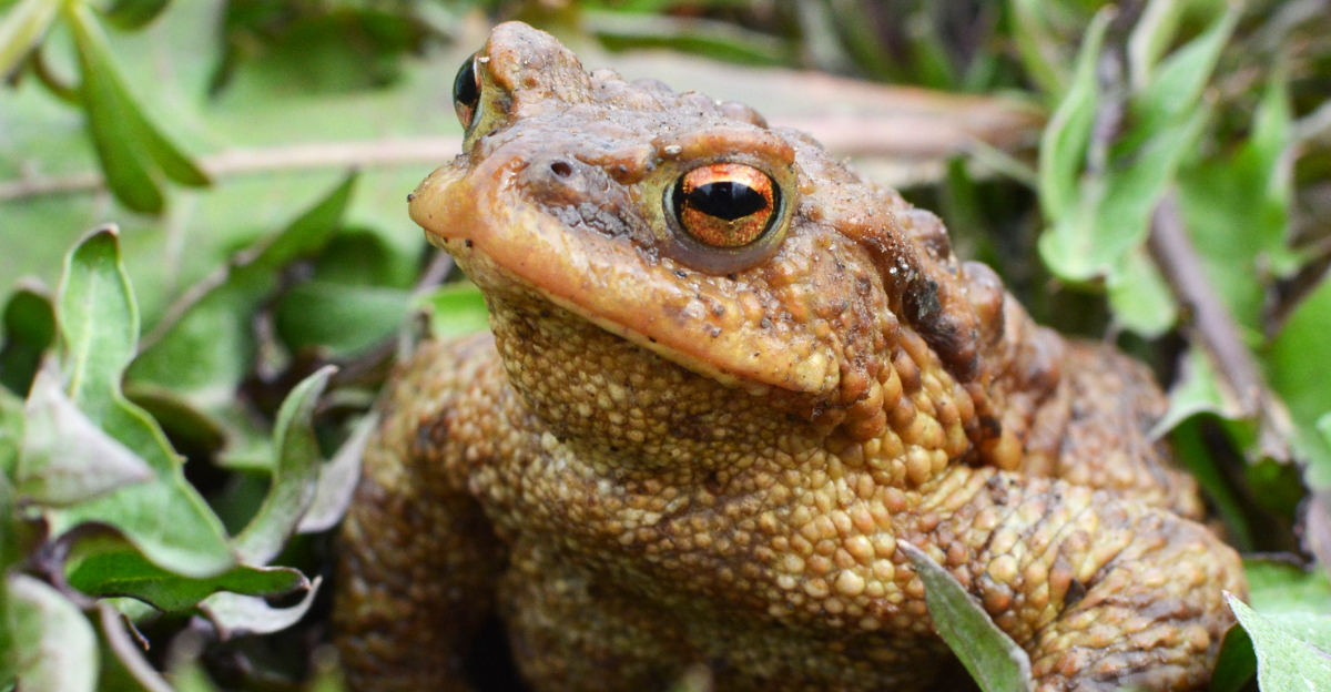 toad (featured image)