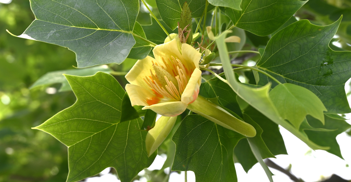 tulip poplar tree (featured image)