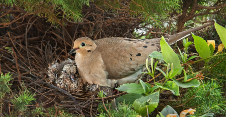 The Reason Mourning Doves Nest In Your New York Yard