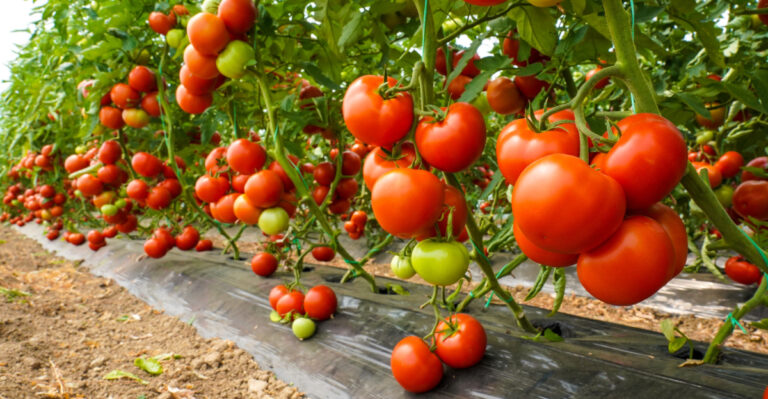 The Reason Ohio Tomato Skins Get Tough In Late Summer