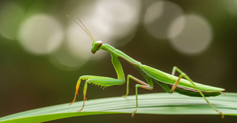 The Reason Praying Mantises Show Up In Illinois Gardens