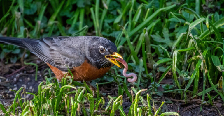 The Reason Robins Gather On Dry New York Lawns