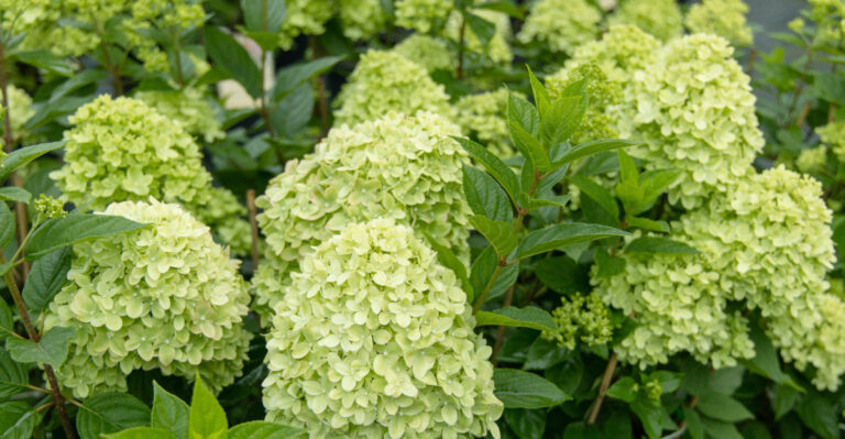The Reason Some Hydrangeas Stay Green Not Pink