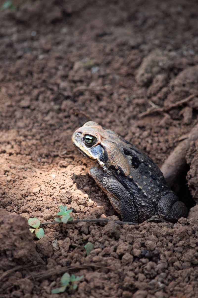 The Reason Toads Burrow Into Loose Soil And Leaf Litter