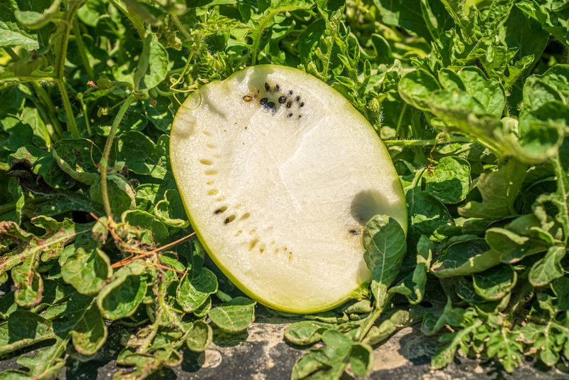 The Reason Watermelons Stop Ripening Once They Are Picked