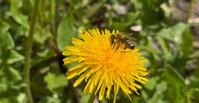 The Reason Wisconsin Beekeepers Encourage Keeping Dandelions Around