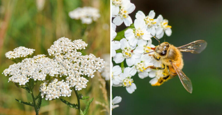 yarrow