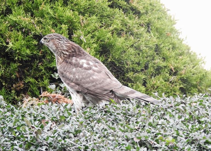 The Repeat Visitor Is Hunting Your Yard