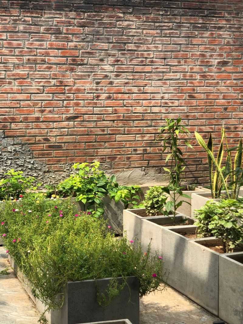 The Right Distance From The Wall Prevents Root And Heat Stress The Right Distance From The Wall Prevents Root And Heat Stress