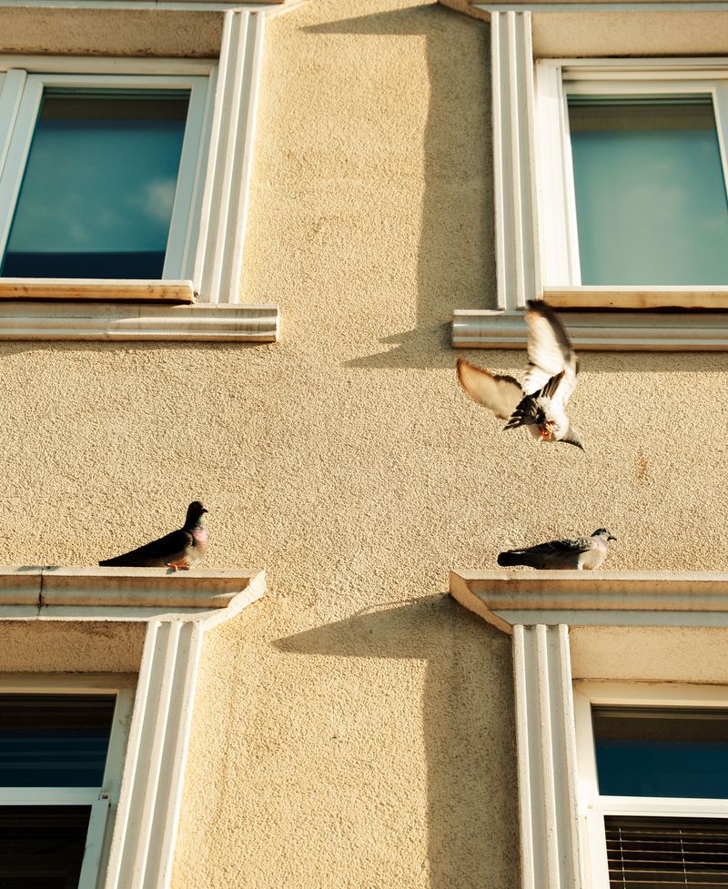 The Right Distance To Keep Birds Safe