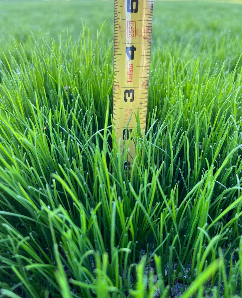 The Right Mowing Height For Oklahoma Summers