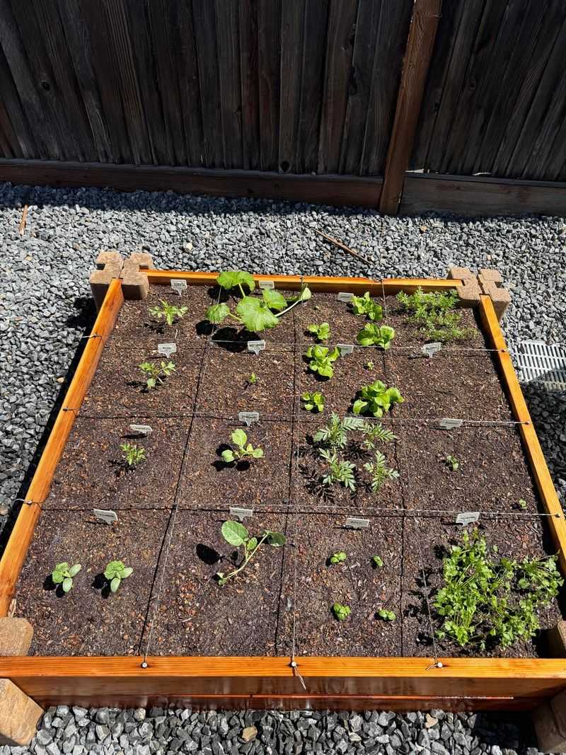 The Right Spacing Gives Each Plant Room To Sprawl