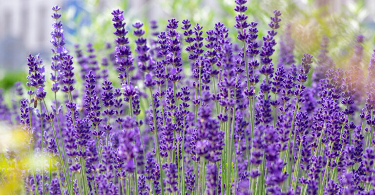 The Right Time To Fertilize Lavender For Stronger, More Fragrant Blooms