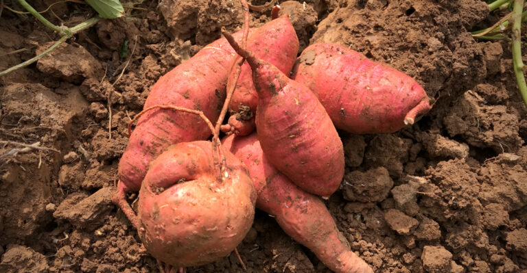 Sweet potatoes (featured image)