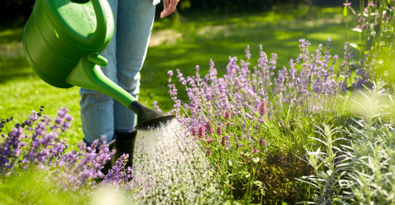The Right Time To Water Plants During A Kentucky Heat Wave