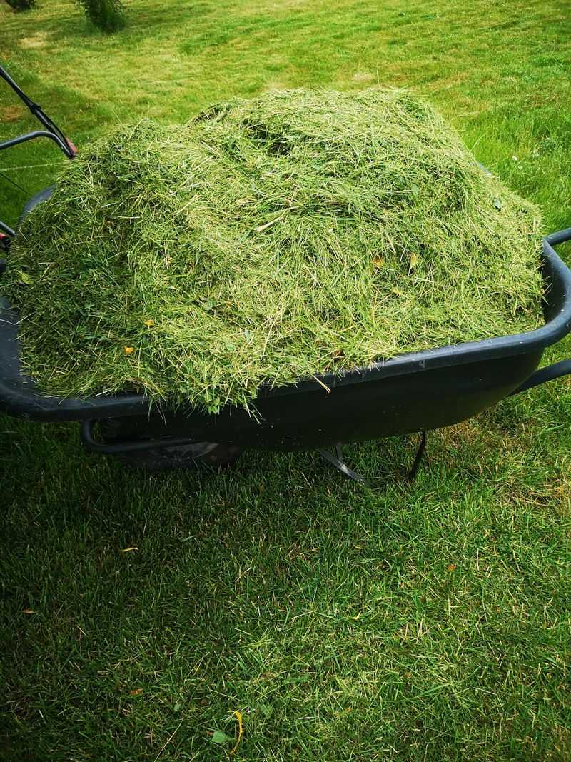 The Right Way To Add Fresh Clippings Without Creating A Slimy Mess