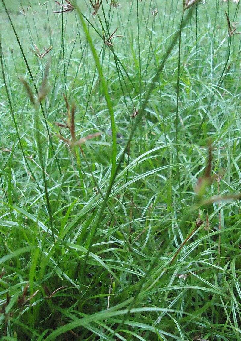 The Right Way To Get Nutsedge Under Control