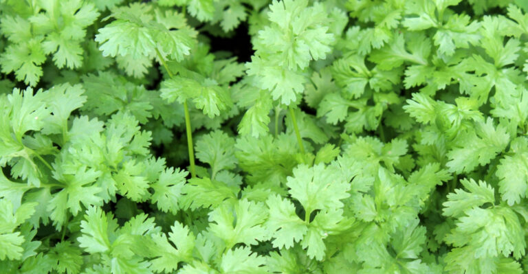 The Right Way To Harvest Cilantro So It Lasts Longer In Nevada