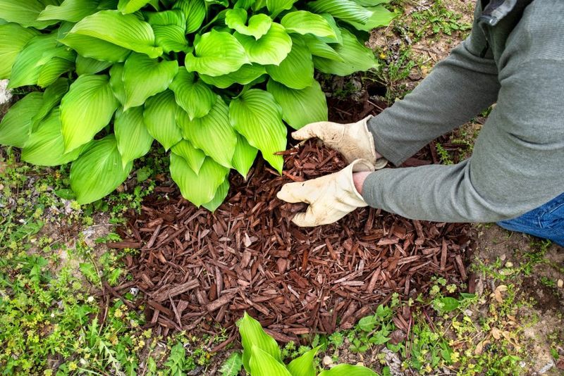 The Right Way To Mulch Hostas In Texas The Right Way To Mulch Hostas In Texas