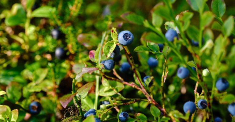 Blueberry bushes (featured image)