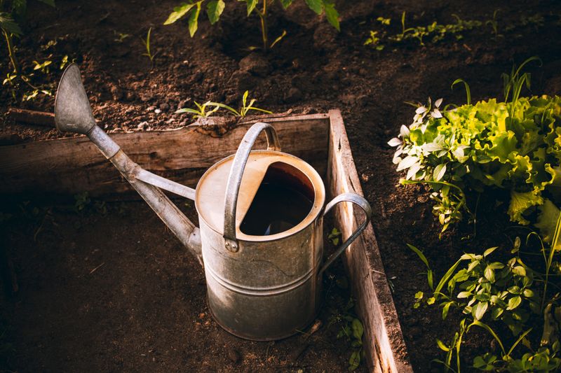 The Right Way To Water Containers During A July Heatwave The Right Way To Water Containers During A July Heatwave