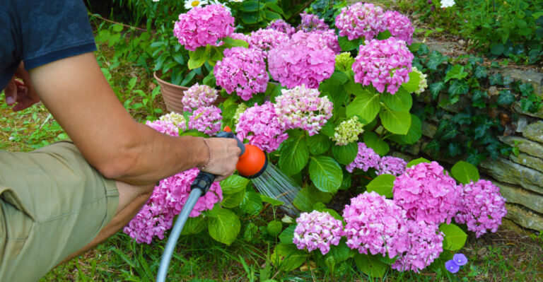 The Right Way To Water Pennsylvania Hydrangeas In August So They Do Not Collapse Before Fall