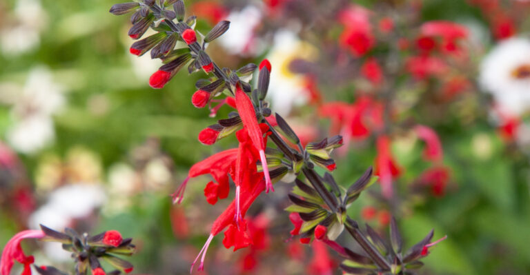 tropical sage