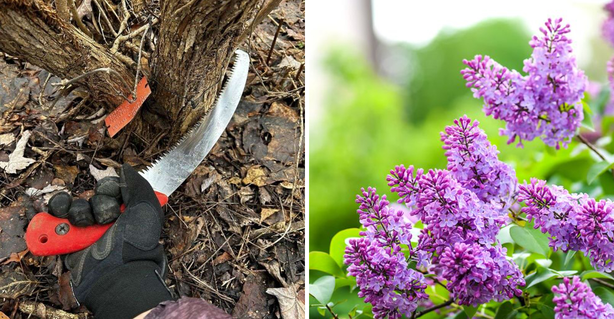 pruning lilac