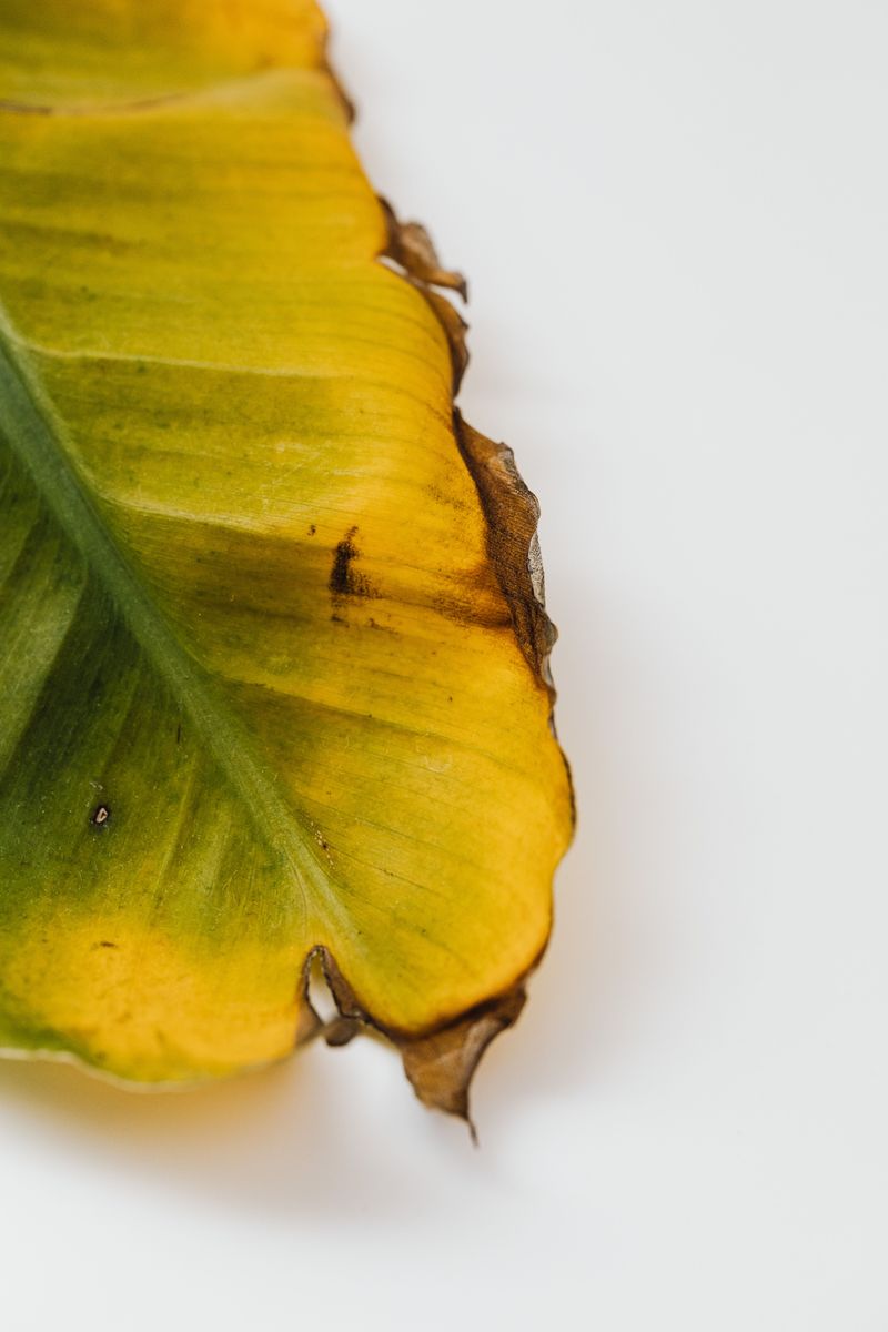 The Risk Of Root And Leaf Burn The Risk Of Root And Leaf Burn