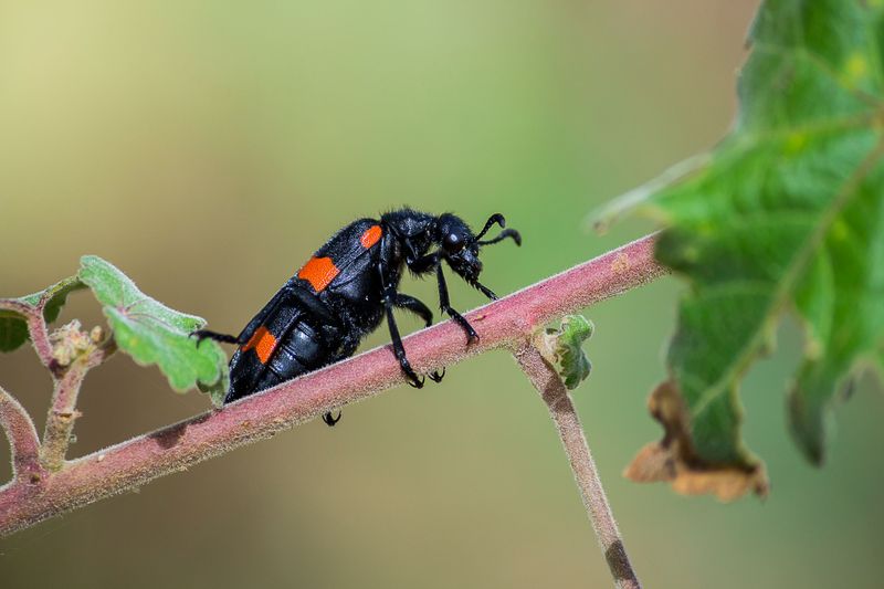 The Risks Of Touching Or Crushing A Blister Beetle
