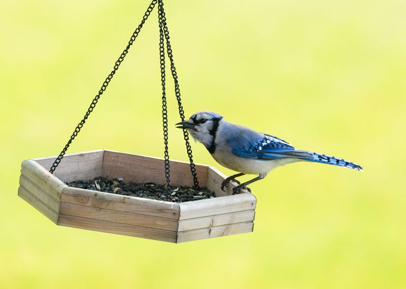 The Role Feeders And Water Sources Play In Keeping Them Around