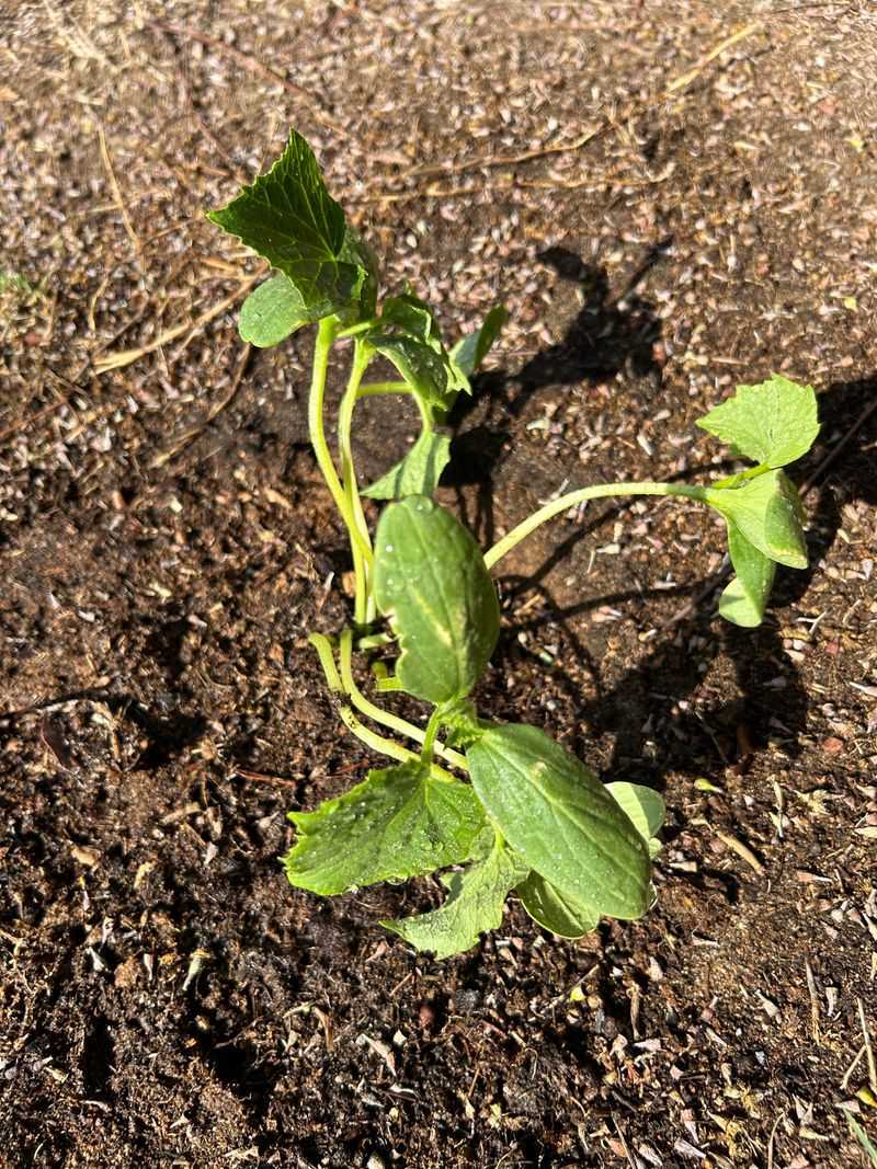 The Root Zone Is Staying Too Wet The Root Zone Is Staying Too Wet