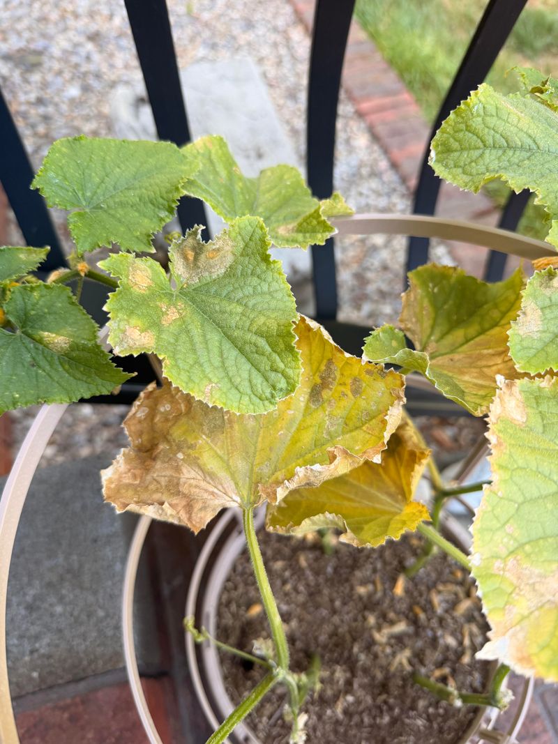 The Root Zone Is Too Dry Or Too Wet