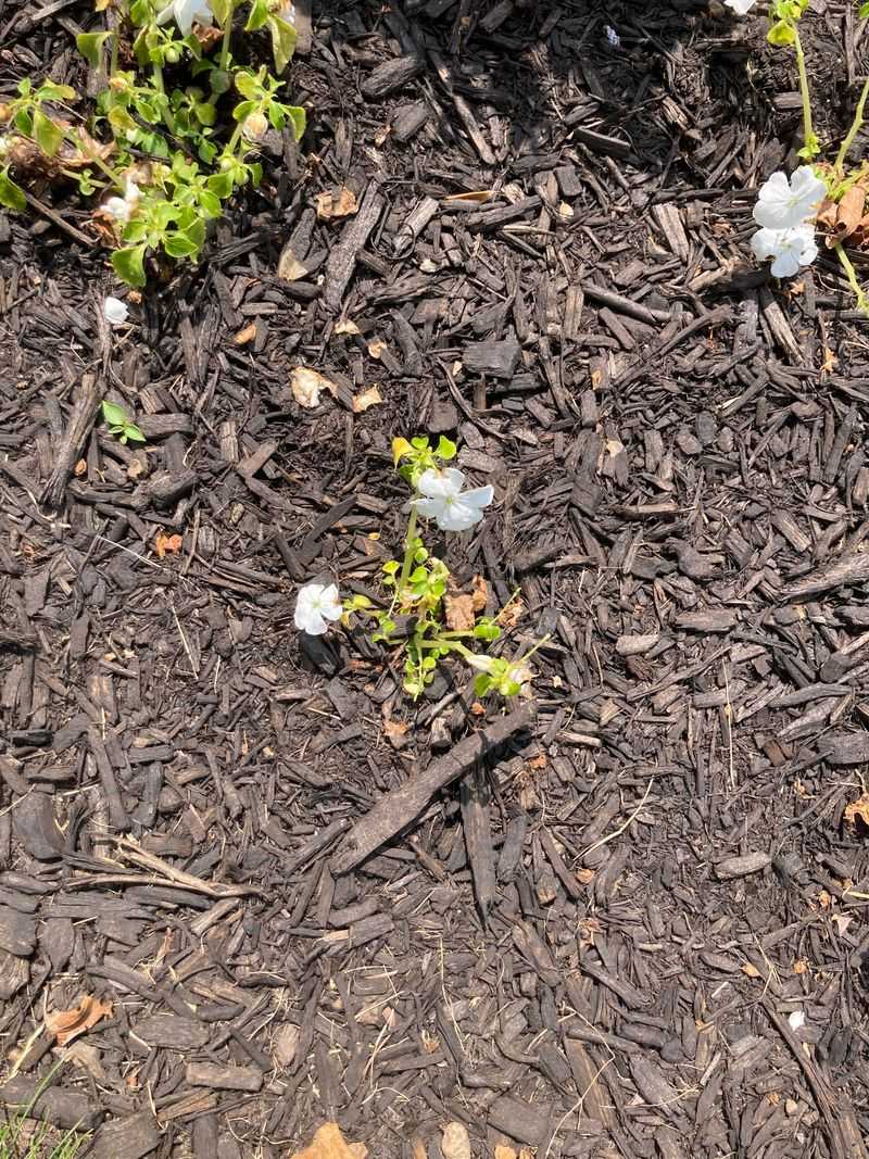 The Root Zone May Be Too Saturated The Root Zone May Be Too Saturated