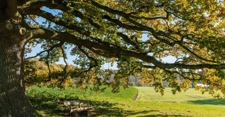The Safer Pruning Window Texas Oak Trees Are Quietly Entering This Month