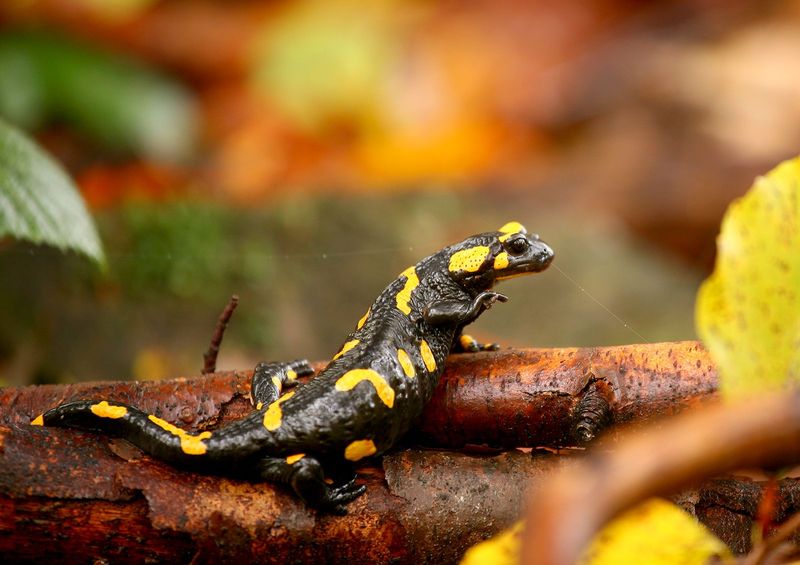 The Salamander Is A Helpful Predator, Not A Plant Pest