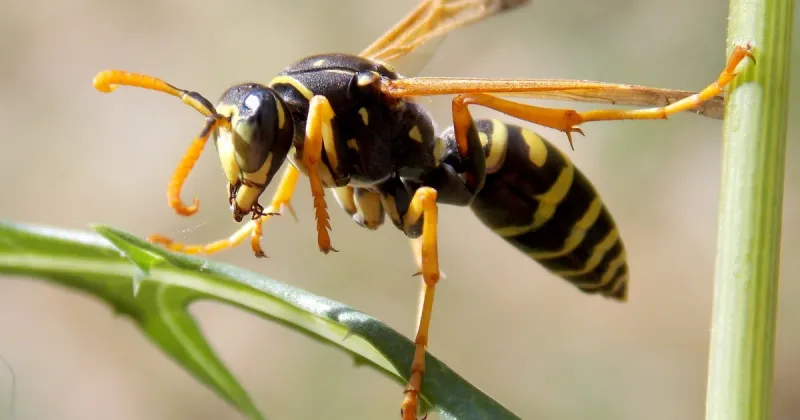 The Scent May Make Wasps Less Comfortable Nearby The Scent May Make Wasps Less Comfortable Nearby